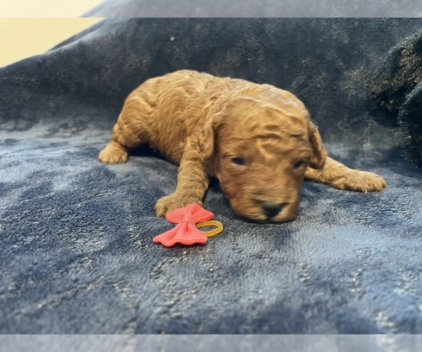 Medium Photo #3 Poodle (Toy) Puppy For Sale in HOLIDAY, FL, USA
