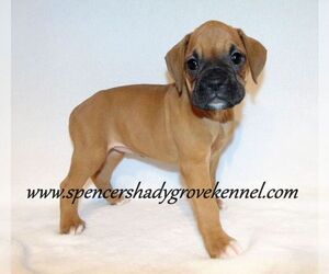 Boxer Puppy for sale in CABOOL, MO, USA