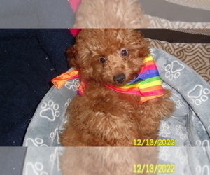 Medium Poodle (Toy)