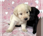 Small Photo #12 Labrador Retriever Puppy For Sale in PALM COAST, FL, USA