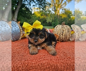 Yorkshire Terrier Puppy for sale in INDIANAPOLIS, IN, USA