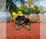 Image preview for Ad Listing. Nickname: Sadie