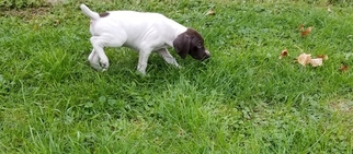 German Shorthaired Pointer Puppy for sale in NEW CASTLE, PA, USA