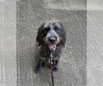 Small #1 Tibetan Terrier Mix