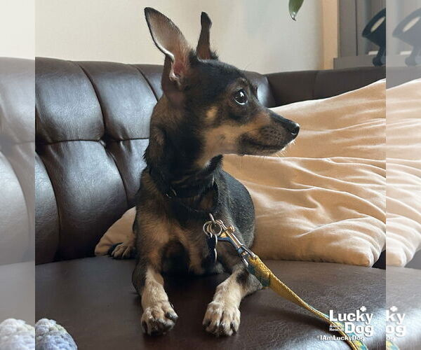 Medium Photo #6 Chihuahua-Unknown Mix Puppy For Sale in Washington, DC, USA