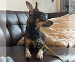 Small #5 Chihuahua Mix