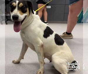 Labrador Retriever-Unknown Mix Dogs for adoption in Washington, DC, USA