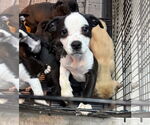Small #4 American Boston Bull Terrier