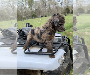 Aussiedoodle-Unknown Mix Puppy for sale in UPTON, KY, USA