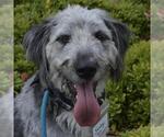 Small Old English Sheepdog-Poodle (Miniature) Mix