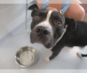Staffordshire Bull Terrier Dogs for adoption in Ocala, FL, USA
