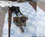 Small #1 Dachshund Mix