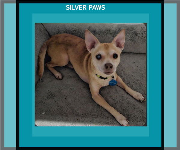 Medium Photo #1 Chihuahua-Unknown Mix Puppy For Sale in Royal Palm Beach, FL, USA