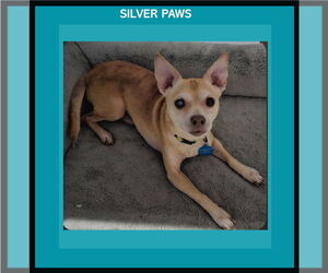 Medium Chihuahua Mix