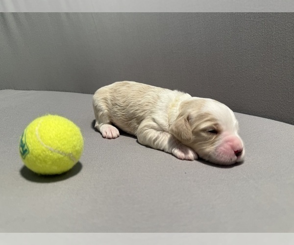 Medium Photo #7 Bernedoodle (Miniature) (+ Poodle Miniature) Puppy For Sale in BREA, CA, USA