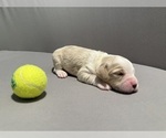 Small Photo #7 Bernedoodle (Miniature) (+ Poodle Miniature) Puppy For Sale in BREA, CA, USA
