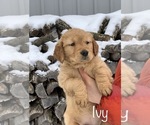 Puppy Ivy Golden Retriever