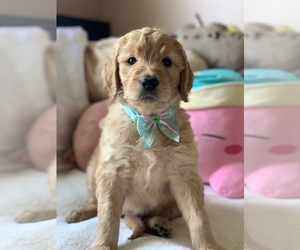 Goldendoodle Puppy for sale in MORLEY, MI, USA