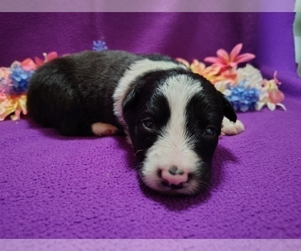 Medium Photo #32 Border Collie Puppy For Sale in NORBORNE, MO, USA