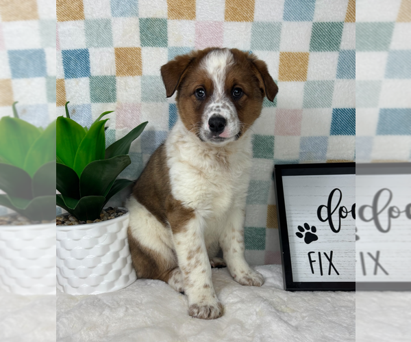 Medium Photo #2 Australian Cattle Dog Puppy For Sale in FRANKLIN, IN, USA