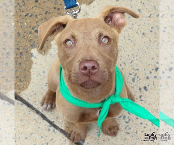 Medium Photo #15 Labrador Retriever-Unknown Mix Puppy For Sale in Washington, DC, USA