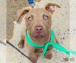 Small #14 Labrador Retriever Mix