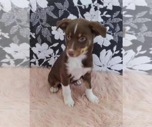 Border Collie-Miniature Australian Shepherd Mix Puppy for sale in FREDERICKSBG, OH, USA