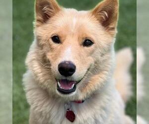 Marshmallow - Female Siberian Husky-Unknown Mix Dog for Adoption - Photo #2