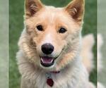 Small #1 Siberian Husky Mix