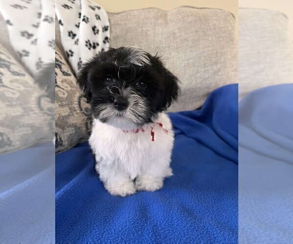 Medium Photo #1 ShihPoo Puppy For Sale in GILBERTSVILLE, PA, USA