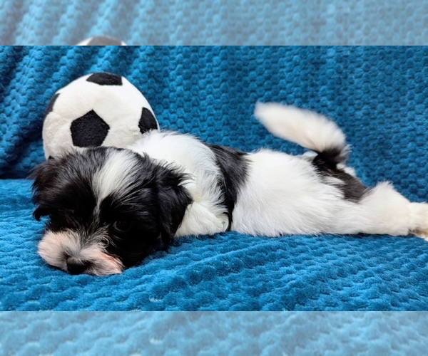 Medium Photo #4 Havanese Puppy For Sale in POST FALLS, ID, USA