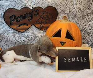 Dachshund Puppy for Sale in GRAND JUNCTION, Iowa USA