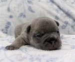 Small #4 French Bulldog