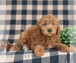 Small #4 Goldendoodle (Miniature)