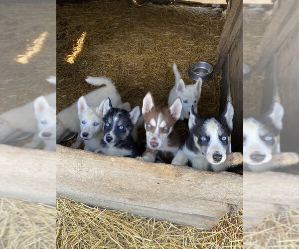 Medium Photo #1 Siberian Husky Puppy For Sale in TIFFIN, OH, USA