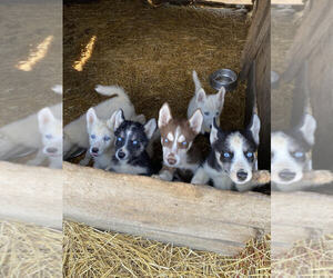 Siberian Husky Puppy for sale in TIFFIN, OH, USA