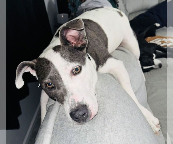 Medium Photo #5 American Pit Bull Terrier-Unknown Mix Puppy For Sale in Germantown, OH, USA
