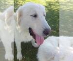 Small #6 Great Pyrenees