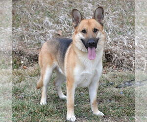 German Shepherd Dog Dogs for adoption in Gretna, NE, USA