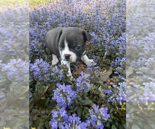 Medium Photo #8 Boston Terrier Puppy For Sale in FREDONIA, KS, USA