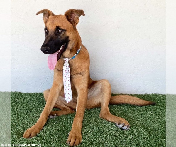 Medium Photo #2 Mutt Puppy For Sale in San Diego, CA, USA