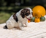 Small #10 Miniature Bernedoodle