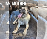 Small Photo #1 Central Asian Shepherd Dog-Kangal Dog Mix Puppy For Sale in EIDSON, TN, USA