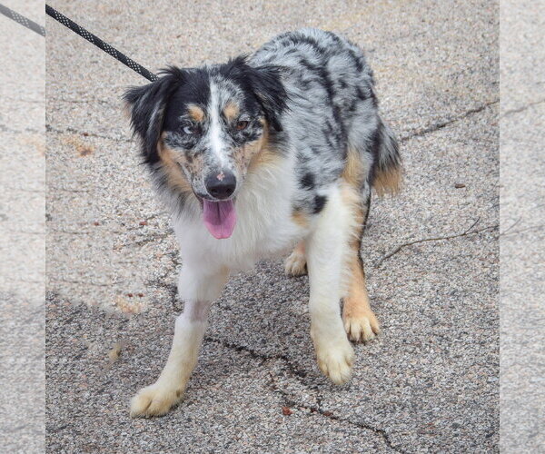 Medium Photo #3 Australian Shepherd Puppy For Sale in Huntley, IL, USA