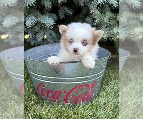 Medium Photo #2 Pomeranian Puppy For Sale in MIDDLEBURY, IN, USA
