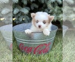 Small #1 Pomeranian