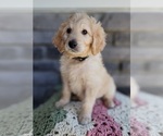 Small Photo #3 Goldendoodle Puppy For Sale in SEVERANCE, CO, USA