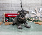 Small #1 Schnauzer (Miniature)