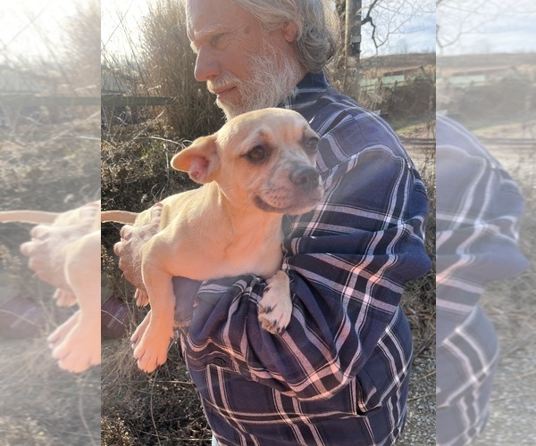 Medium Photo #37 French Bullhuahua Puppy For Sale in SPRAGGS, PA, USA