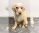Small #3 Mutt